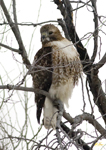 Red tailed Hawk